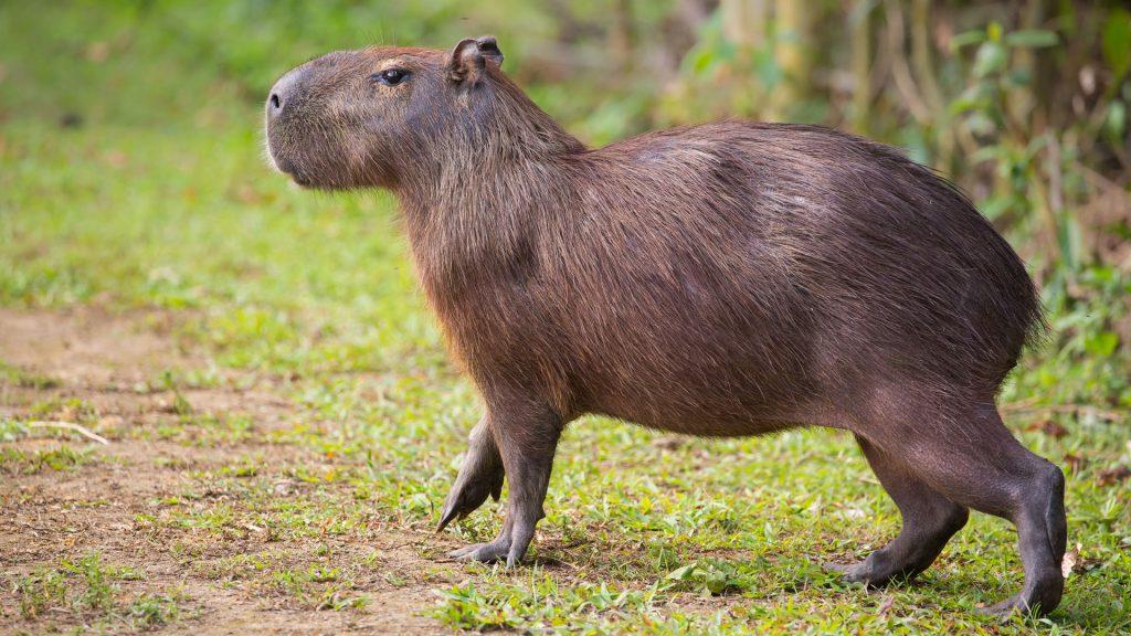 Fiche animale monde animal capybara 1024x576